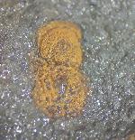 Geragnostus occitanus HOWELL 1935 - Bild &copy; FossNet FossilienStore